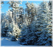 Canaan Valley Skiing