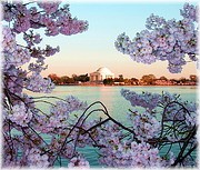 ��������� � ����� �Cherry Blossom�&hellip;