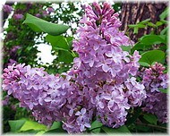 Letchworth State Park, NY