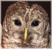 Owl Thanksgiving Adventure