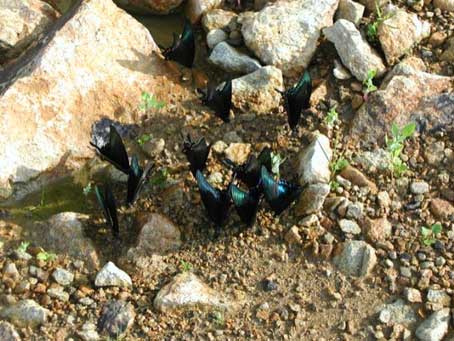 ������� ���� ������� � ����������� ��������� &ndash; �����������