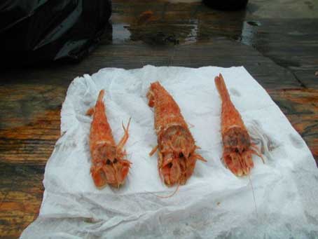 ������� ���� ������� � ����������� ��������� &ndash; �����������