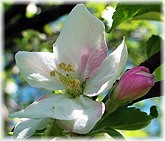 Ohiopyle State Park, PA